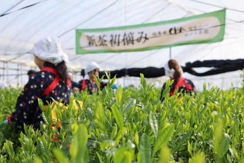 一足早く新緑の息吹をお届け「初摘み行事」を行いました