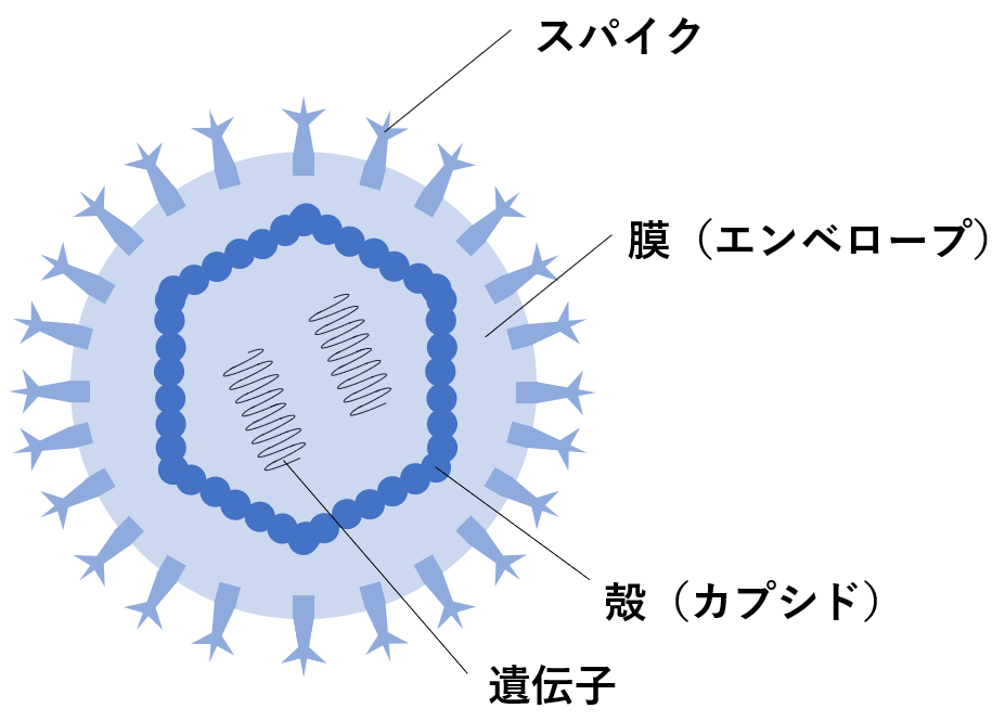 ウイルスの基本構造