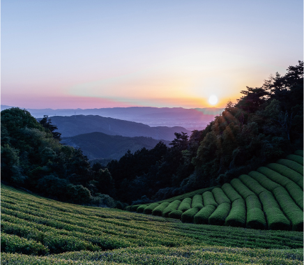 聖地 京都山城